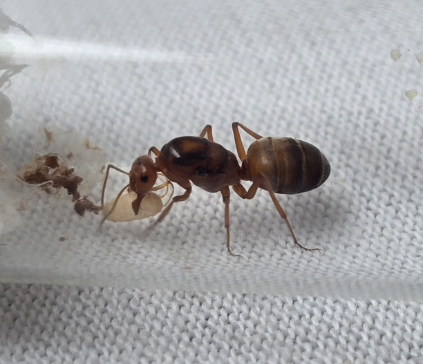Myrmecocystus wheeleri