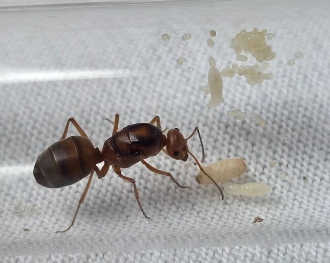 Myrmecocystus wheeleri