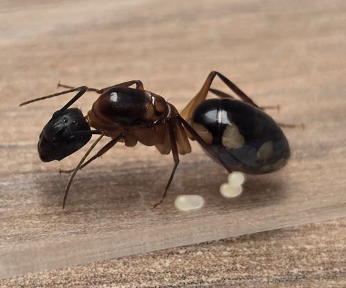 Camponotus substitutus