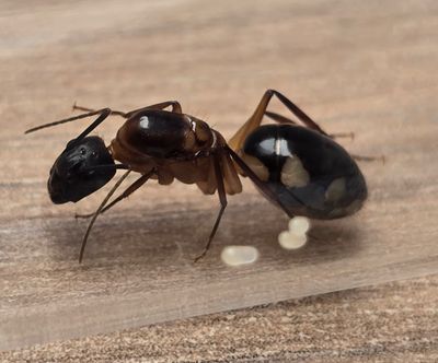 Camponotus substitutus