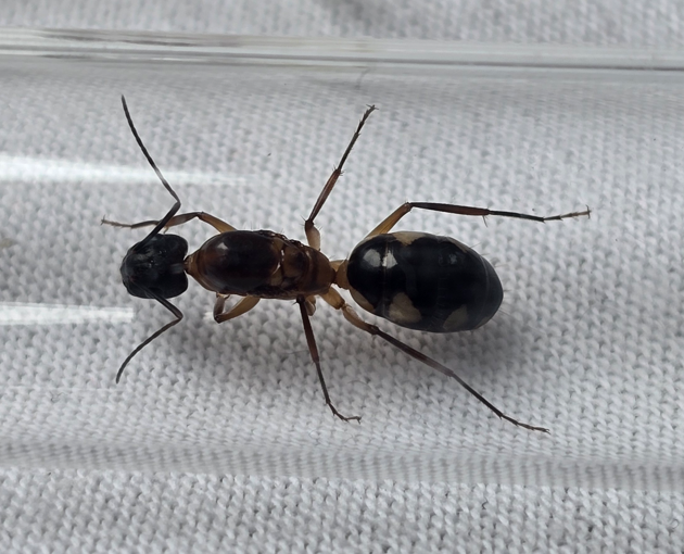 Camponotus substitutus