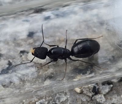 Camponotus acvapimensis