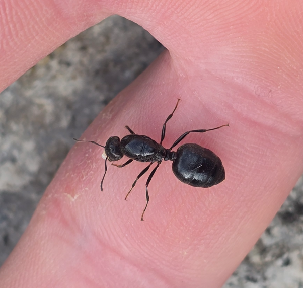 Crematogaster senegalensis