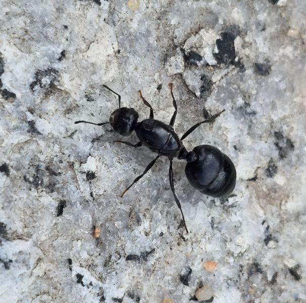 Crematogaster senegalensis