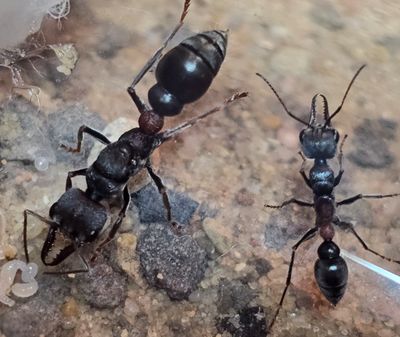 Myrmecia dispar