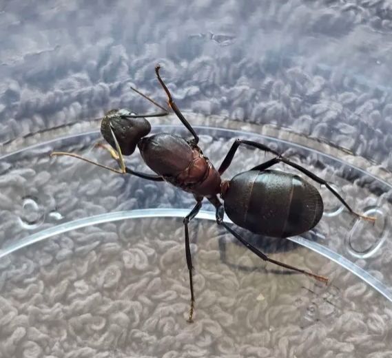 Camponotus angusticollis