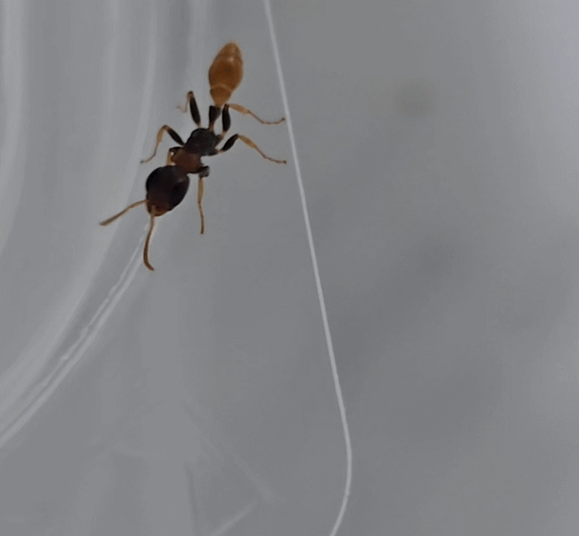 Pseudomyrmex cf. boopis