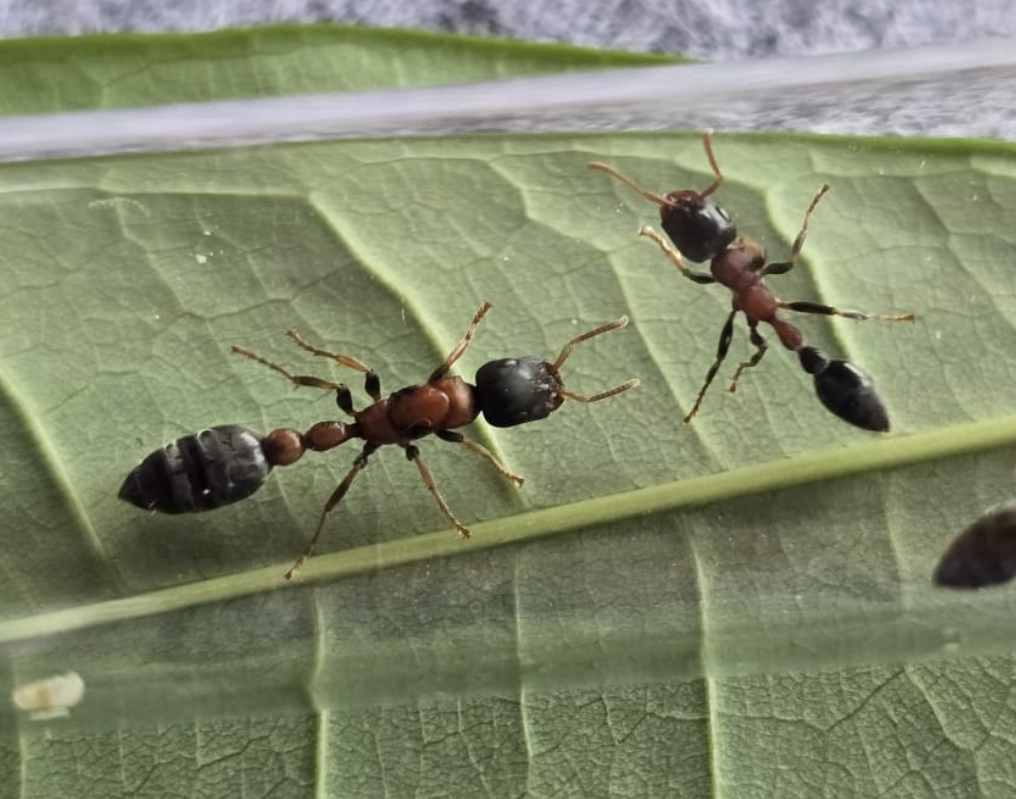 Tetraponera rufonigra