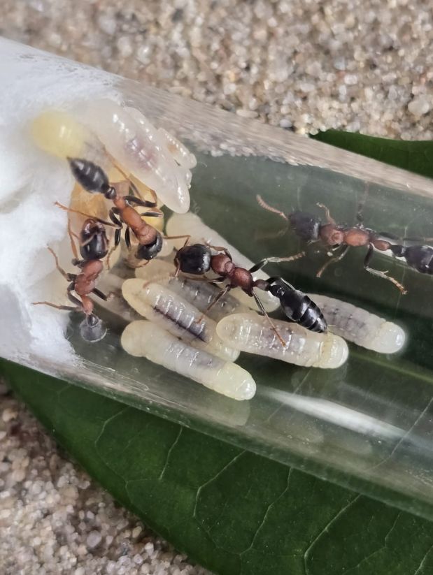 Tetraponera rufonigra