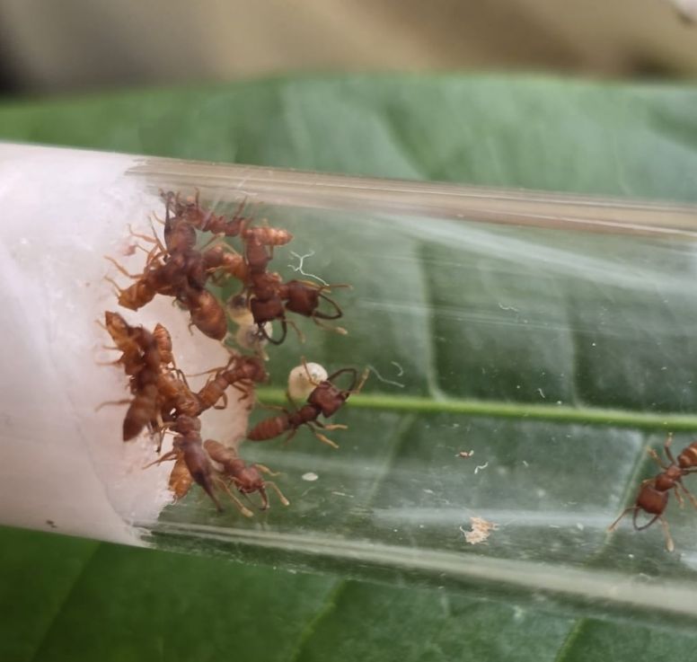 Mystrium camillae Mystrium camillae