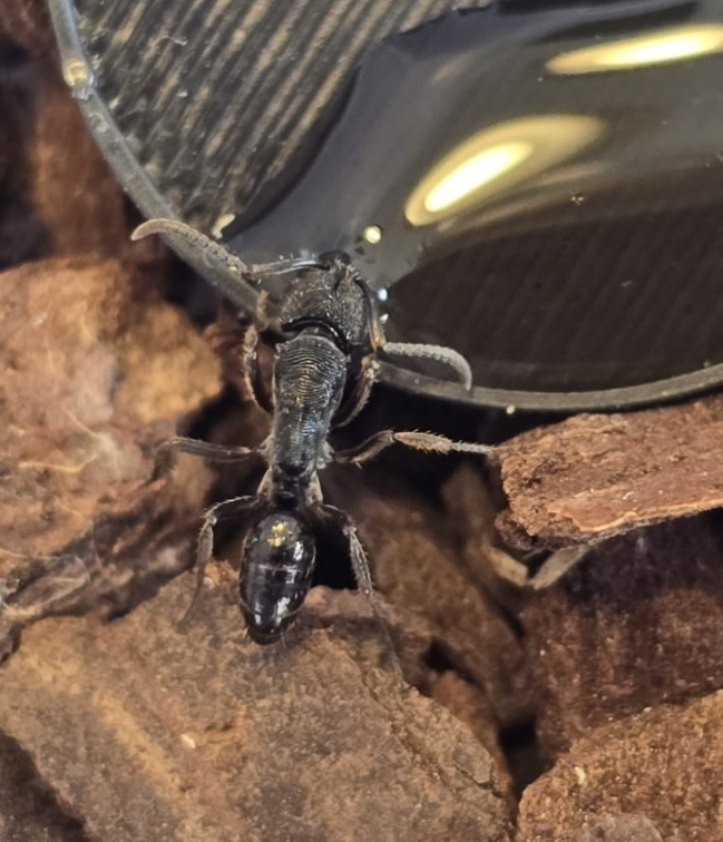 Odontoponera denticulata