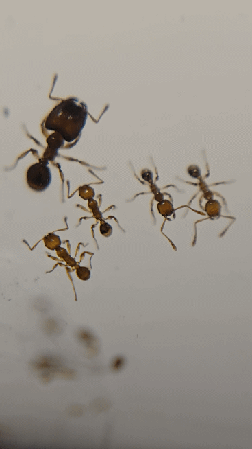 Pheidole flaveria