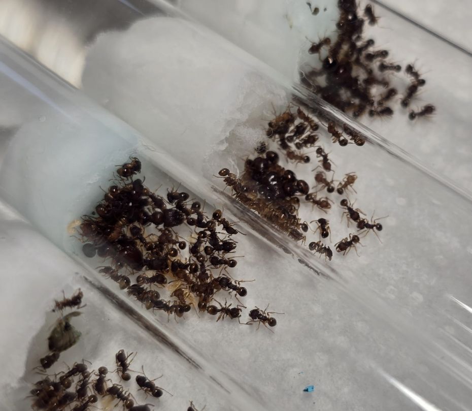 Acanthomyrmex glabfemoralis