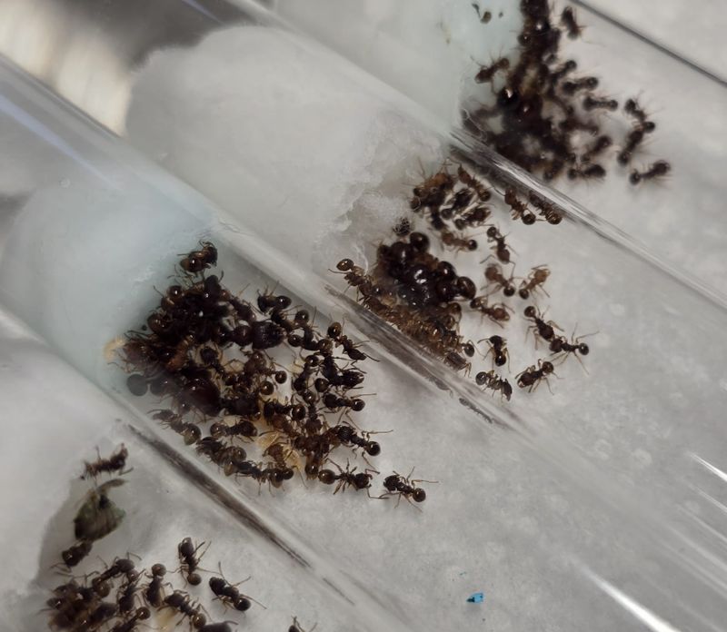 Acanthomyrmex glabfemoralis Acanthomyrmex glabfemoralis