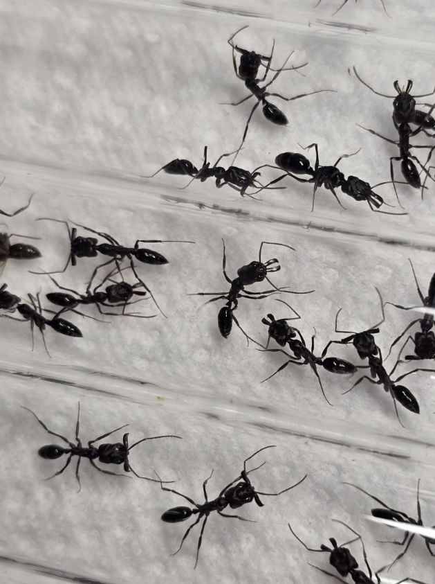 Odontomachus monticola