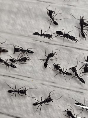 Odontomachus monticola