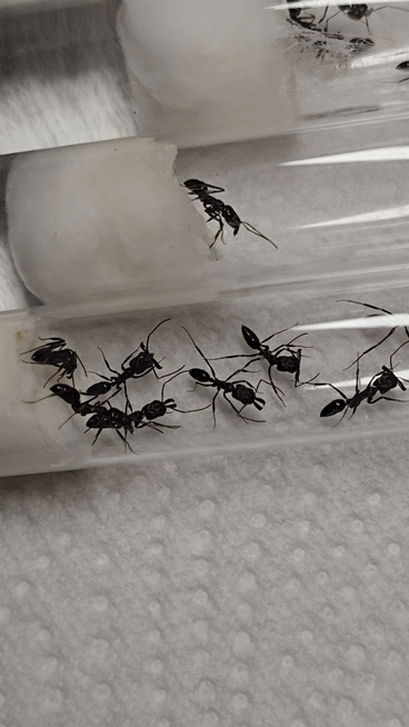 Odontomachus monticola