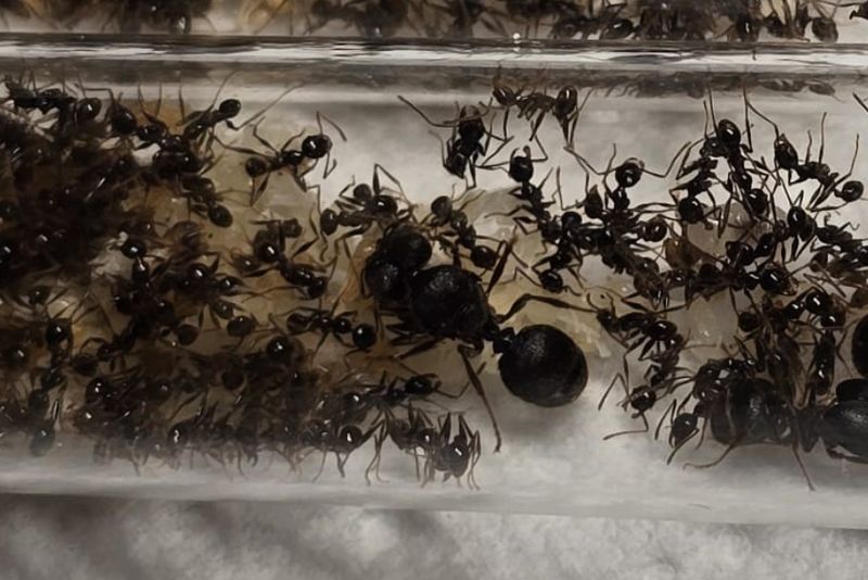 Pheidole ocellata Pheidole ocellata