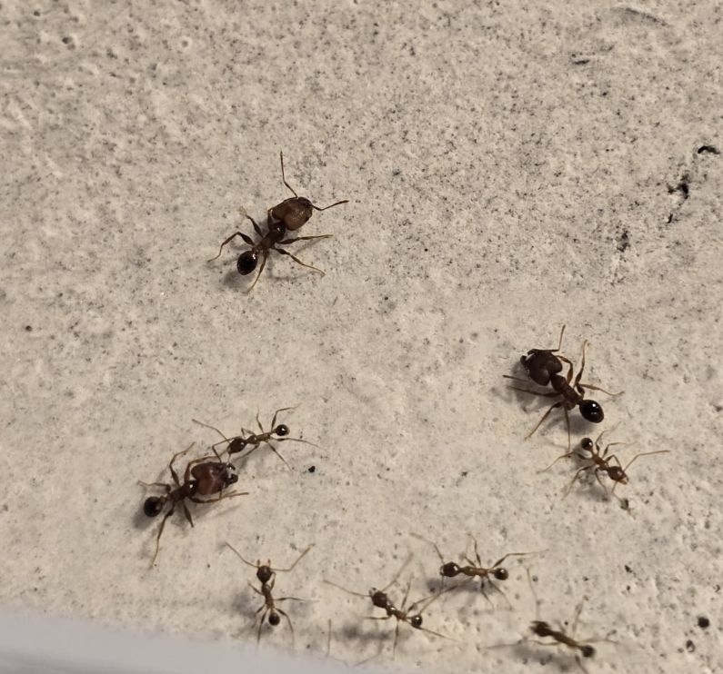 Pheidole yeensis Pheidole yeensis