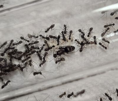 Paratrechina longicornis