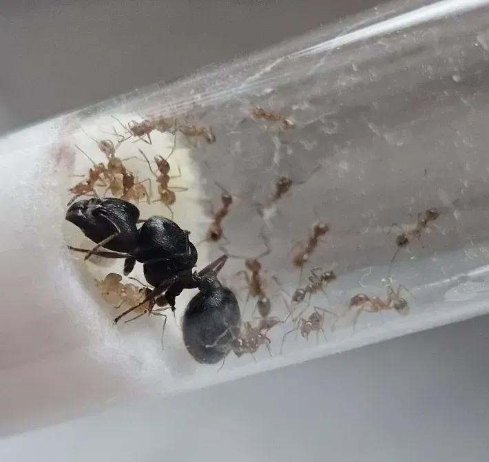 Pheidole sinica