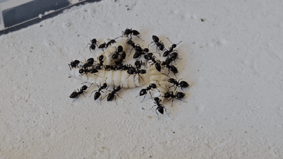 Crematogaster laestrygon Crematogaster laestrygon