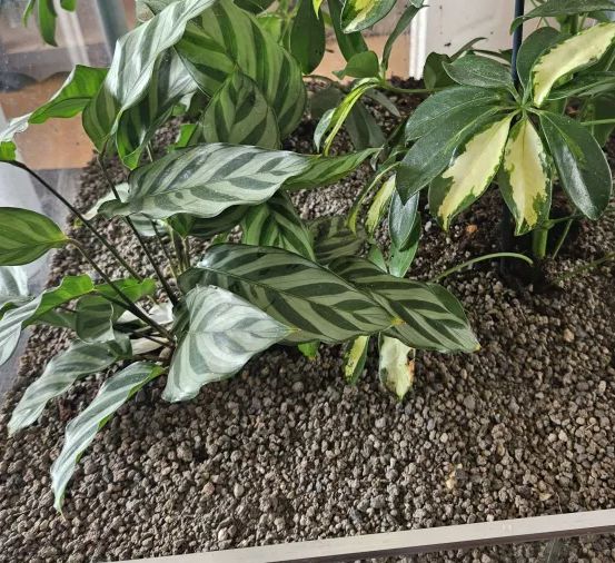 Formikariengranulat - anthrazit/braun -  1000 Gramm