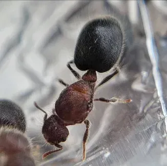 Meranoplus bicolor Meranoplus bicolor
