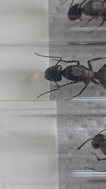Camponotus angusticollis