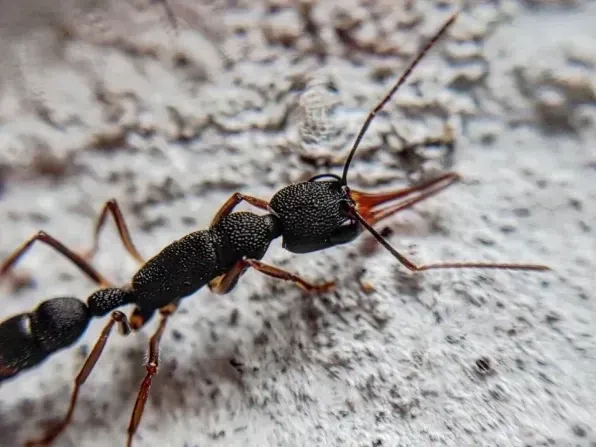 Harpegnathos venator