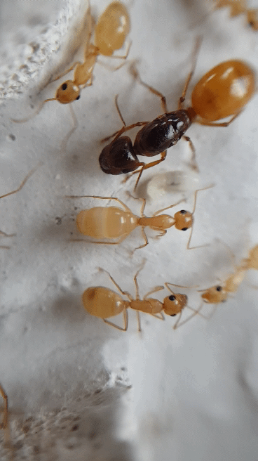 Camponotus fedtschenkoi Camponotus fedtschenkoi