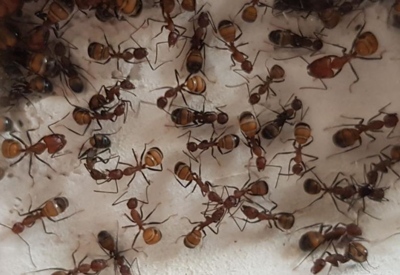 Camponotus nicobarensis Camponotus nicobarensis