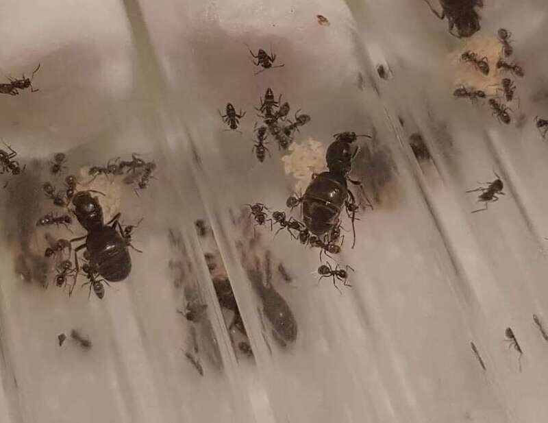 Lasius niger Lasius niger