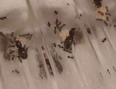 Lasius niger Lasius niger