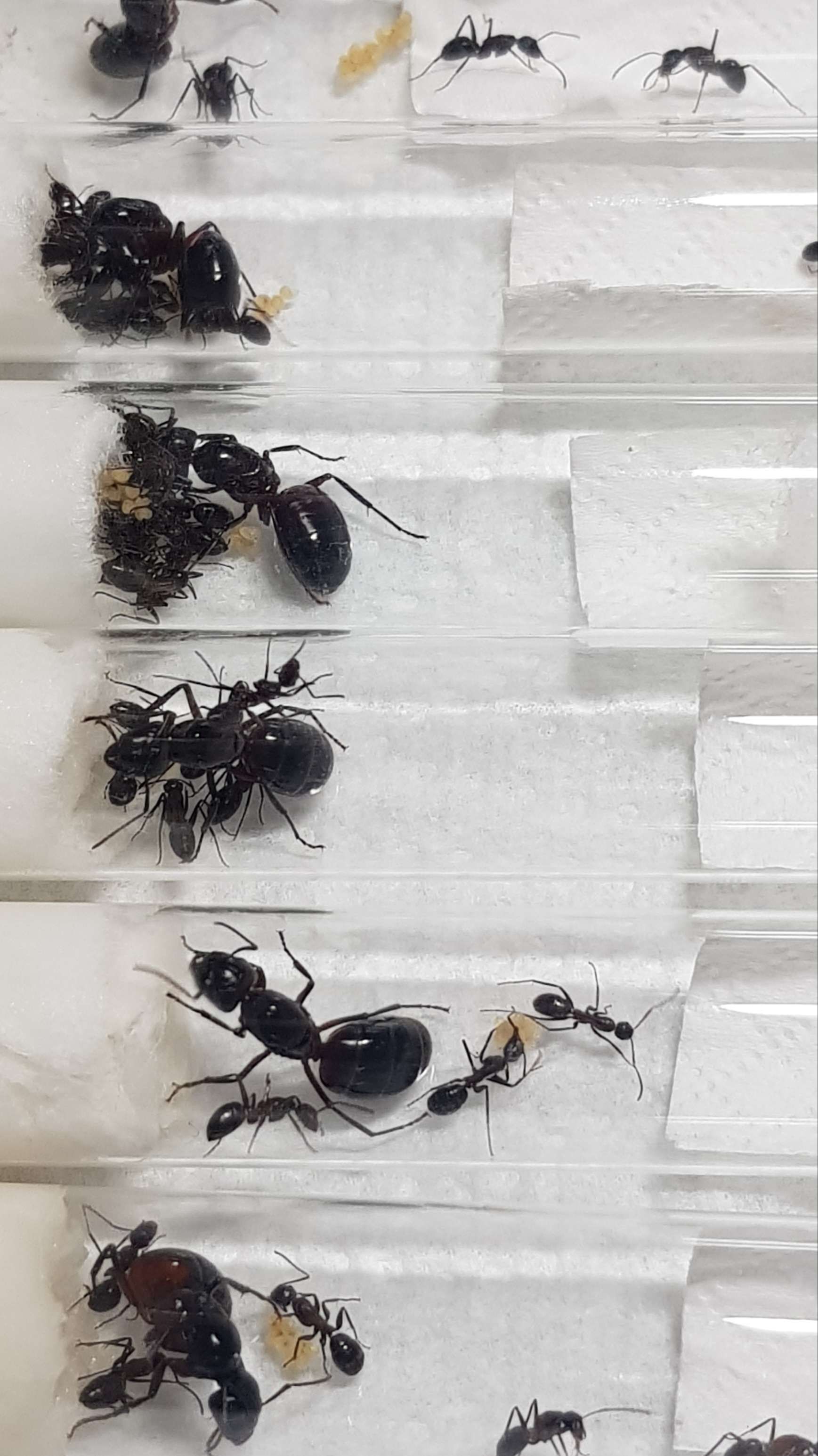 Camponotus ligniperda