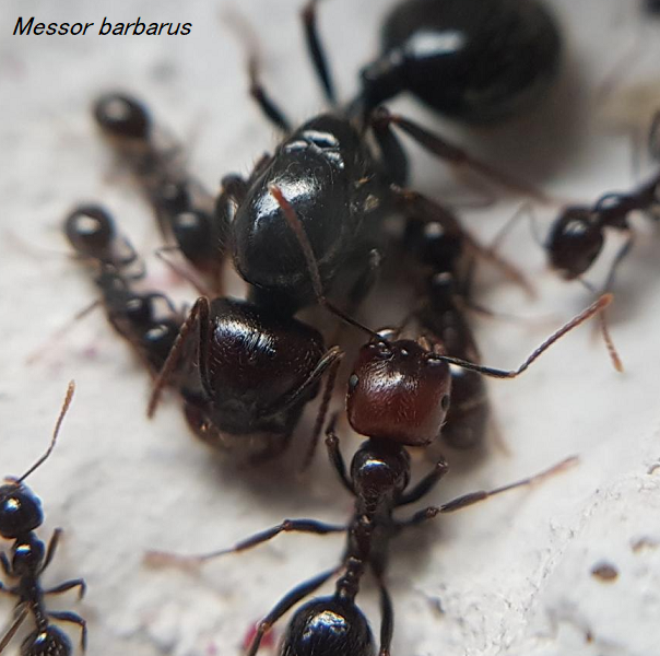 Messor barbarus