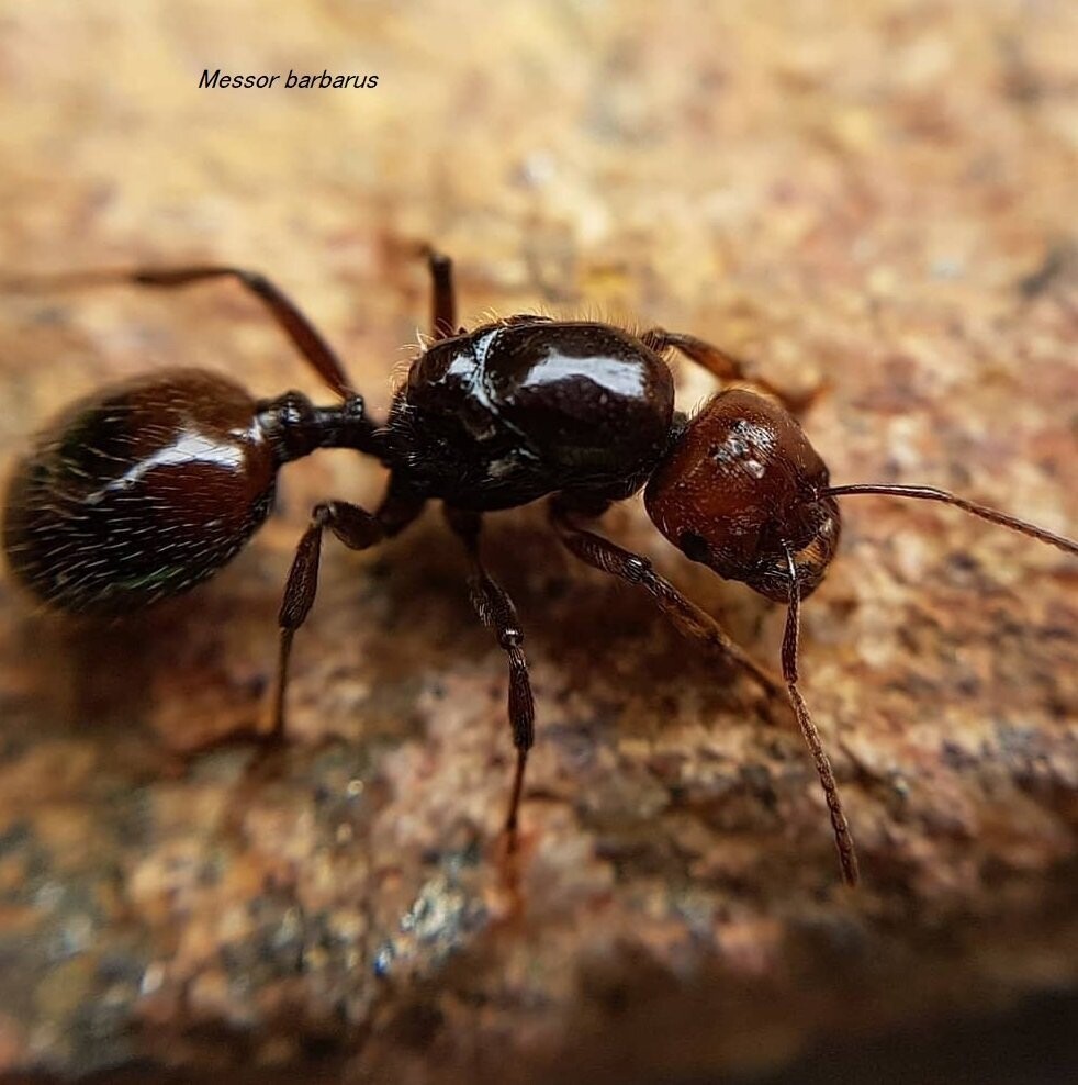 Messor barbarus