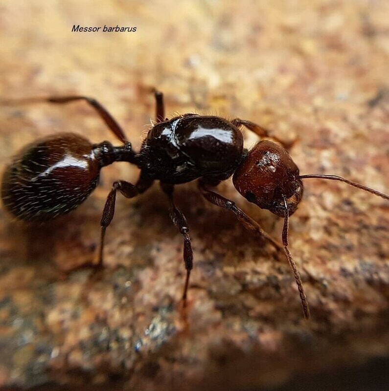 Messor barbarus Messor barbarus