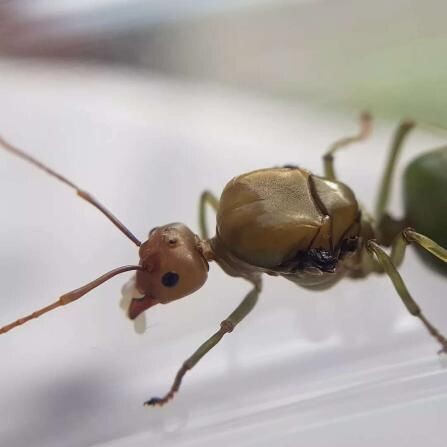 Oecophylla smaragdina Oecophylla smaragdina