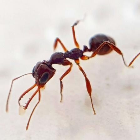 Myrmoteras binghamii