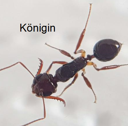 Myrmoteras binghamii