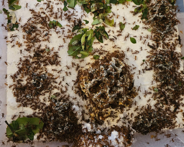 Acromyrmex octospinosus