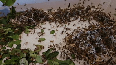 Acromyrmex octospinosus