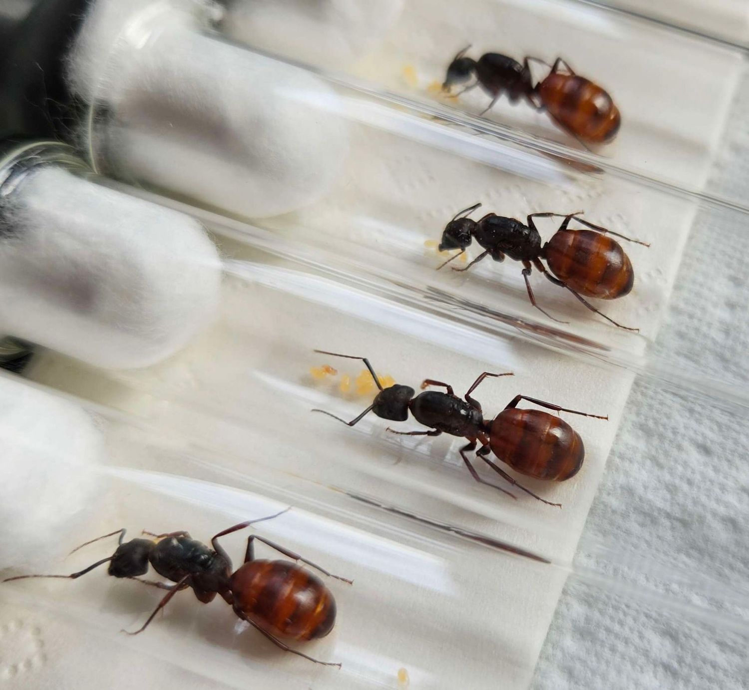 Camponotus US CA 02