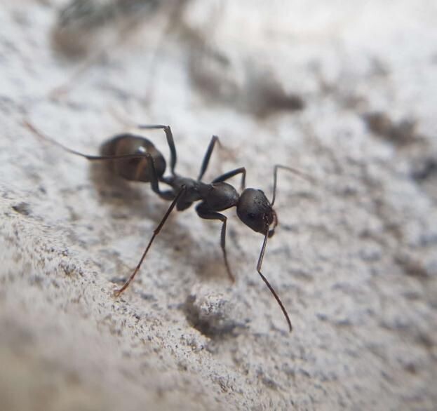Cataglyphis hispanica Cataglyphis hispanica