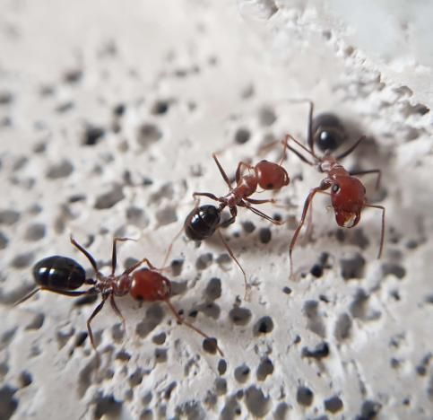 Cataglyphis rosenhaueri