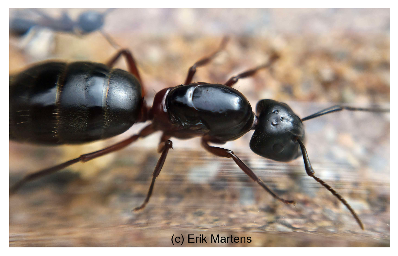 Camponotus herculeanus