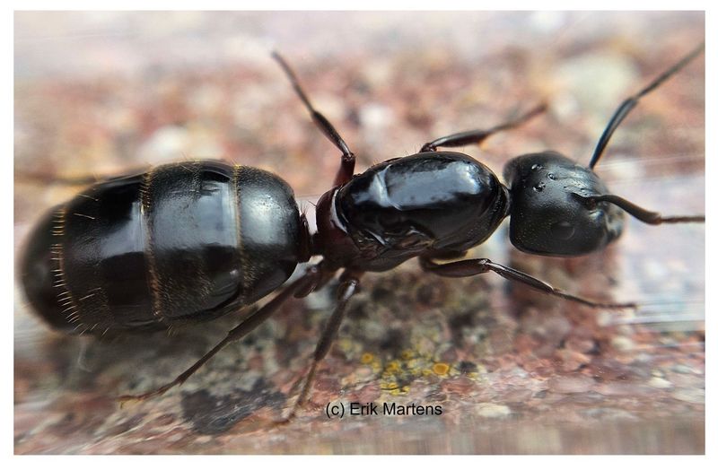 Camponotus herculeanus