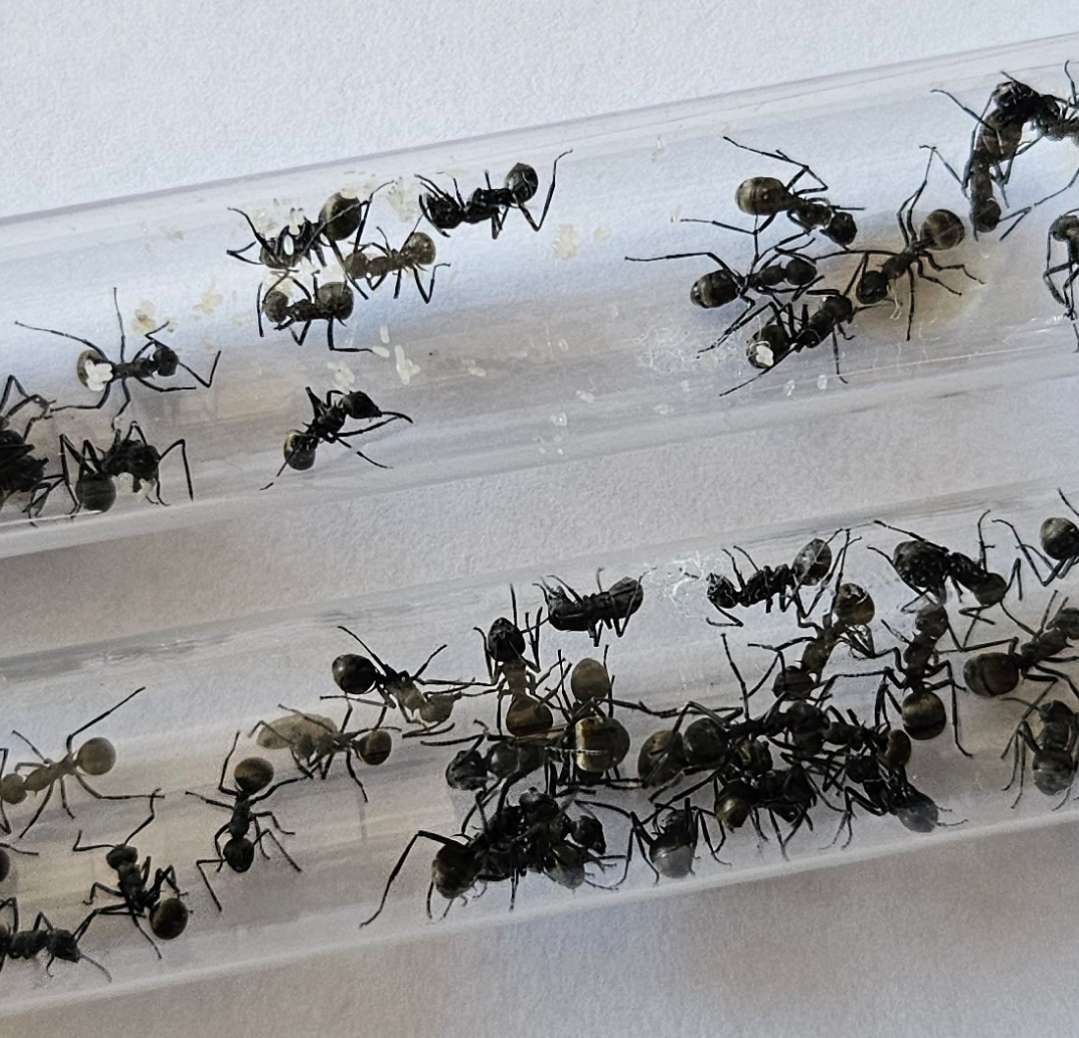 Polyrhachis dives