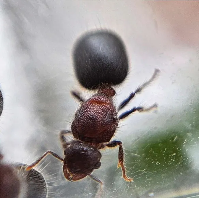 Meranoplus bicolor